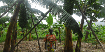 The secret of farming; Mukanduhura’s banana story tells a tale of success