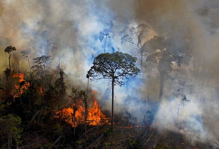 More than 100 world leaders pledge to halt deforestation by 2030