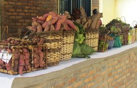 Orange sweet potatoes, transforming the livelihoods of farmers