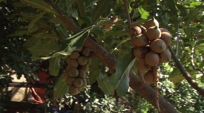 Lack of seeds hindering Macadamia farmers in Gakenke district