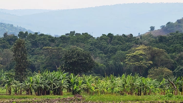 Ibanda-Makera is a 169-hectare natural forest of varied natural trees and home to types of wild animals, in a marshland connected to River Akagera.  Photo Courtesy.