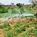 Irrigation machine are set up in Kayonza district