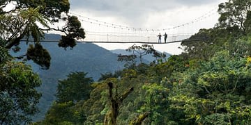 Rwanda wants Nyungwe added to the World Heritage Site as the country gains UNESCO membership
