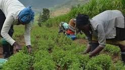 Ngoma sector residents reap big from Stevia crop