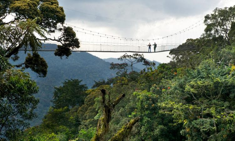 Nyungwe national park nomination as unesco heritage site will attract many touristic benefits