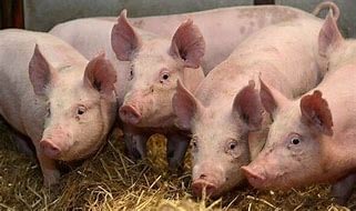 pigs are dying from a mysterious disease in Rwamagana District